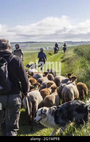 France, Indre et Loire, Verneuil-le-Chateau, transhumance of the sheep of the Shepherds of Veude in Chaveignes, towards the limestone hillsides of Rilly-sur-Vienne, the meadows belonging to the Departmental Council are classified ZNIEFF (natural areas of ecological interest in faunistic and floristic) Stock Photo