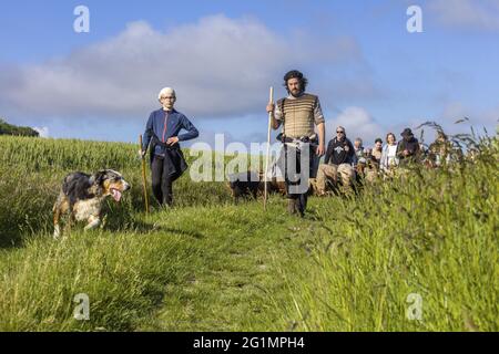 France, Indre et Loire, Verneuil-le-Chateau, transhumance of the sheep of the Shepherds of Veude in Chaveignes, towards the limestone hillsides of Rilly-sur-Vienne, the meadows belonging to the Departmental Council are classified ZNIEFF (natural areas of ecological interest in faunistic and floristic) Stock Photo