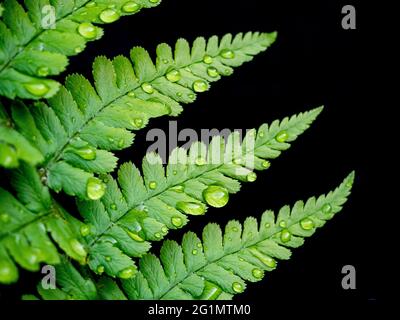 Top view of green, fresh fern leaves with water droplets after rain that grow in Poland, behind them is a black background. Landscape orientation. Stock Photo
