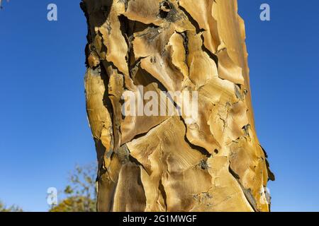 Namibia, Karas region, Keetmanshoop, Gariganus farm, Quivertree forest or quiver tree (Aloidendron dichotomum) Stock Photo