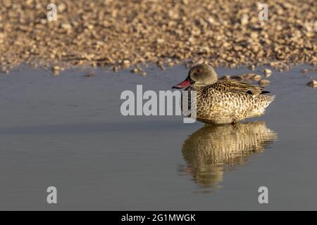 Namibia, Etosha National Park,Red-billed teal or red-billed duck (Anas erythrorhyncha) Stock Photo