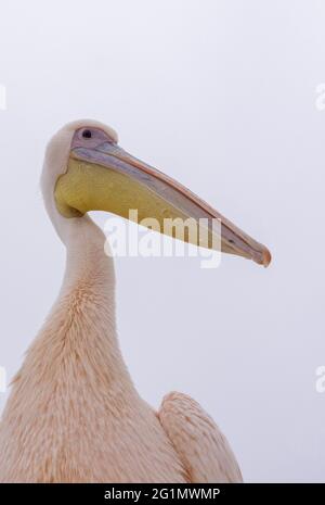 Namibia, Walvis bay, Great white pelican (Pelecanus onocrotalus) Stock Photo