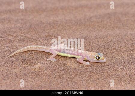 Namibia, Swakopmund, Dorob National Park, Web-footed Gecko or Namib web-footed gecko (Palmatogecko rangei)