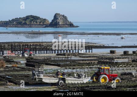 France, Ile et Vilaine, Cancale, les tracteurs des ostreiculteurs se rendent dans les parcs d'ostreiculture a maree basse et l'ile des Rimains Stock Photo