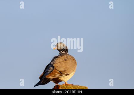 Dove on a roof against the blue sky Stock Photo