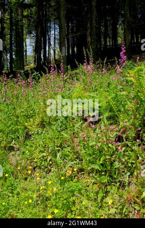 A profusion of foxgloves and pink campions on the edge of woodland near the River Avon Estuary, Aveton Gifford, South Hams, South Devon, UK Stock Photo