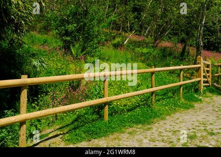 Woodland scene with trees, pink campions and buttercups on a sunny spring day on a public footpath near Aveton Gifford, South Hams, South Devon, UK Stock Photo