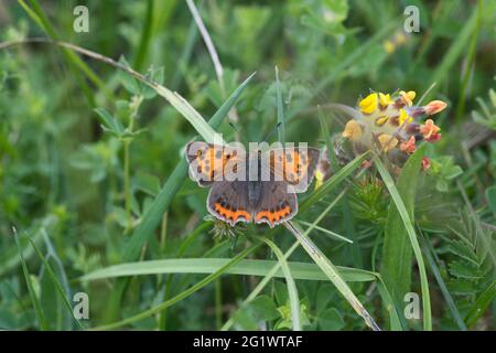 Small copper (Lycaena phlaeas) butterfly, upperside Stock Photo