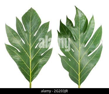 Tropical of Breadfruit leaf isolated on white background Stock Photo