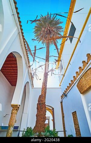 The tall palm tree in the narrow courtyard of San Bartolome Chapel,  Cordoba, Spain Stock Photo