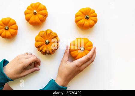 Woman's hand holding small decorative pumpkins. Stock Photo