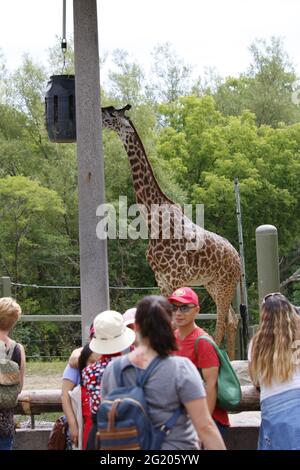 Toronto Canada, August 24 2019: Editorial photo of people watching giraffes at the Toronto zoo. The Toronto zoo is canadas largest conservation zoo Stock Photo