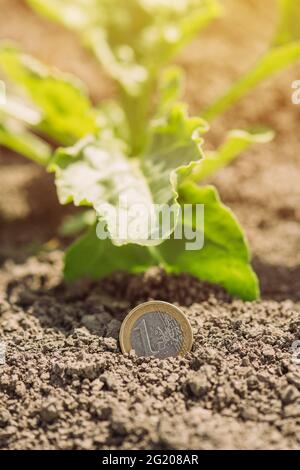 Sugar beet cultivation profit conceptual image with euro coin and