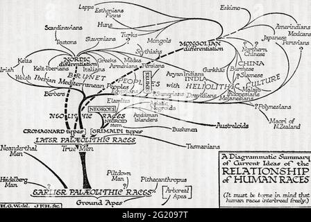 A diagrammatic summary of current ideas of the relationship of human races.  From A Short History of the World, published c.1936 Stock Photo