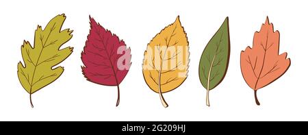 Ecology leaf concept. Isolated on white background. Vector botanical illustration. Hand-drawn doodle floral elements. Spring and summer flower and plant vector in line art outline style.  Stock Vector