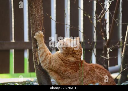 Ginger Tabby Cat Scratches Tree in the Garden. Orange Domestic Animal Outside. Stock Photo