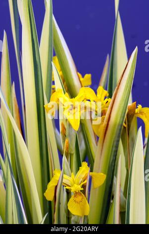 Iris pseudacorus 'Variegata' Stock Photo