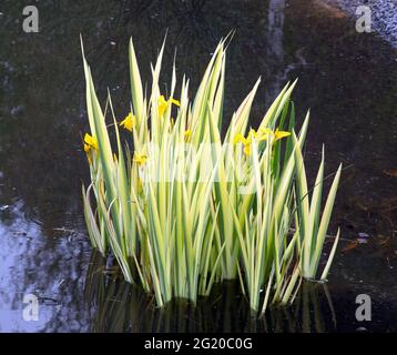 Iris pseudacorus 'Variegata' Stock Photo