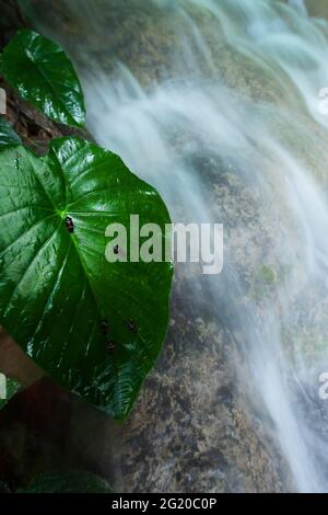 Some little unknown insects are on the large green leaf of Ear Elephant by tropical waterfall, deep forest near Myanmar and Thailand border. Stock Photo