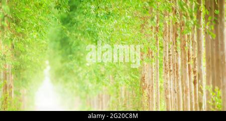 Green tree lined road at sunrise, an emty dirt road leading towards green eucalyptus forest. Soft focus on green leaves. Stock Photo