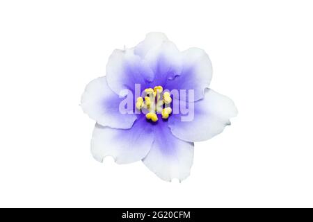 Beautiful blue and white flower african violet isolated on white macro photo Stock Photo