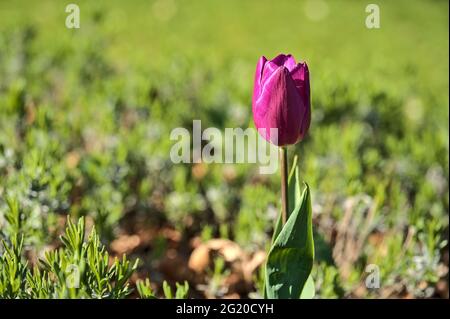 Beautiful closeup view of single spring purple tulip flower on green blurred background in Herbert Park, Dublin, Ireland. Soft and selective focus Stock Photo