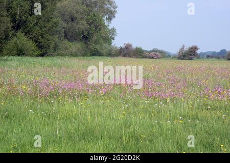 Lower Derwent Valley water meadow Stock Photo
