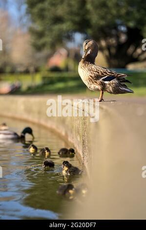 Beautiful closeup vertical view of duck (Mallard) mother resting on pond edge with baby ducklings in pond in Herbert Park, Dublin, Ireland. Copy space Stock Photo