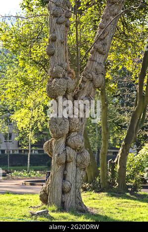 Closeup vertical view of hard large excrescence on tree trunk against spring green leave trees in Hebert Park, Dublin, Ireland. Sick tree Stock Photo