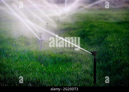 Farming sprinklers waterlines in field for irrigation and watering of crops Stock Photo