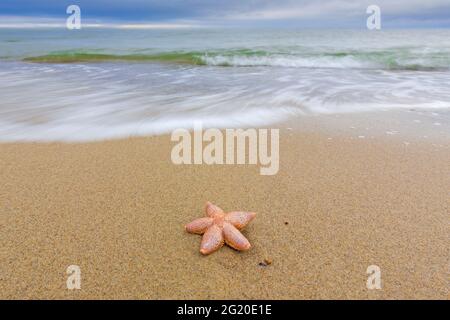 Dead common starfish / common sea star / sugar starfish (Asterias rubens) washed ashore on sandy beach along the North Sea coast Stock Photo