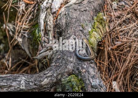 A five-lined skink with stripes and a blue tail sitting still on a tree root enjoying a warm spring day in the forest in the southeast Georgia Stock Photo