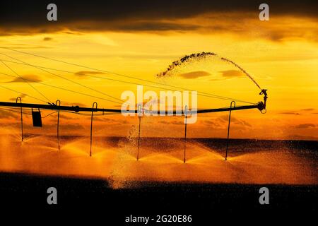 Farming sprinklers waterlines in field for irrigation and watering of crops Pivots Pivot lines Stock Photo