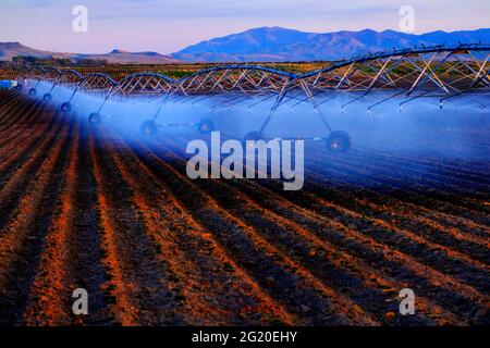 Farming sprinklers waterlines in field for irrigation and watering of crops Pivots Pivot lines Stock Photo