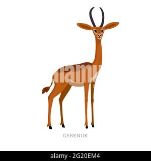 Rare animal collection. Gerenuk, Litocranius walleri. African long-necked antelope or giraffe gazelle. Flat style vector illustration isolated Stock Vector
