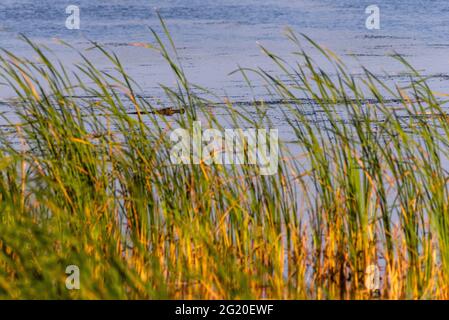 A juvenile alligator patrols near tall grasses at Meaher State Park in Alabama on May 10, 2021. Stock Photo