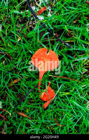 Fresh green grass flooring and Royal Poinciana petals for background. Fallen Royal Poinciana flowers on grass for wallpaper. Stock Photo