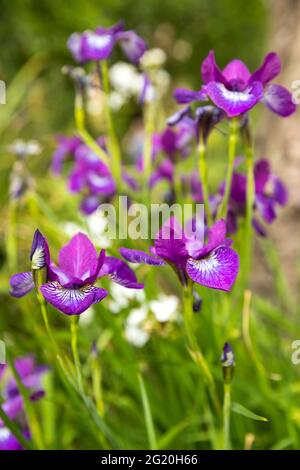 close up of irises Stock Photo
