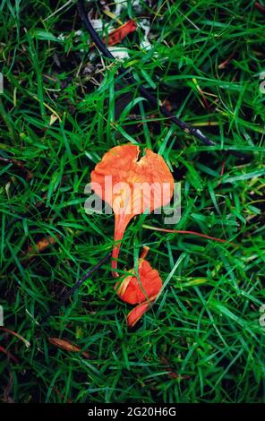 Fresh green grass flooring and Royal Poinciana petals for background. Fallen Royal Poinciana flowers on grass for wallpaper. Stock Photo