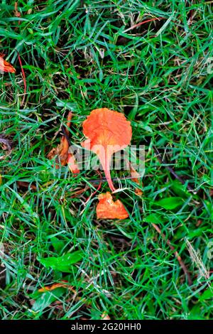 Fresh green grass flooring and Royal Poinciana petals for background. Fallen Royal Poinciana flowers on grass for wallpaper. Stock Photo