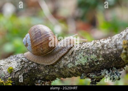 Burgundy snail (Helix pomatia) crawling on branch in forest Stock Photo