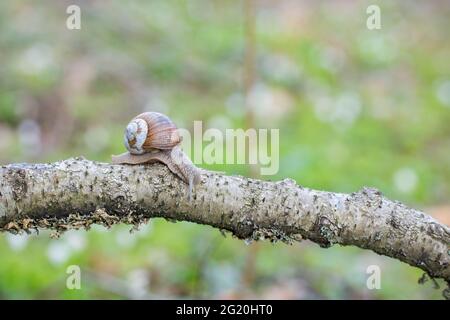 Burgundy snail (Helix pomatia) crawling on branch in forest Stock Photo