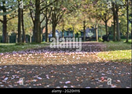 Beautiful closeup blurry view of delicate spring pink cherry (Prunus Shogetsu Oku Miyako) fallen blossoms on walking path Herbert Park, Dublin Ireland Stock Photo