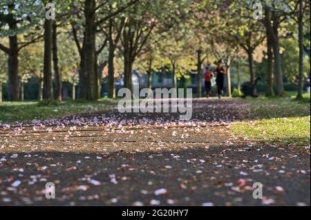 Beautiful closeup blurry view of delicate spring pink cherry (Prunus Shogetsu Oku Miyako) fallen blossoms on walking path Herbert Park, Dublin Ireland Stock Photo