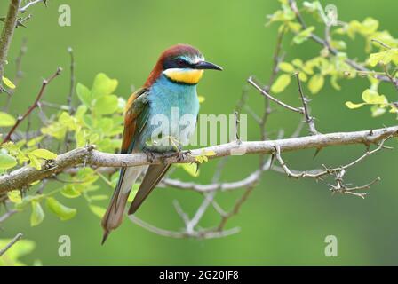 European Bee eater (Merops apiaster) perching on a twig Stock Photo