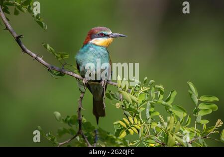 European Bee eater (Merops apiaster) perching on a twig Stock Photo