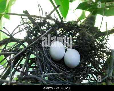 Two eggs are in the bird's nest, and the nest is on the green leaves in the park. Two eggs are in the bird's nest in the morning in the park. Stock Photo