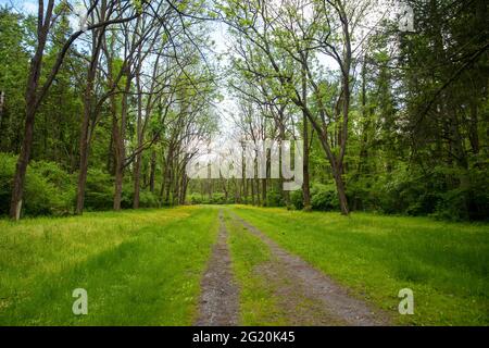 Long dirt path through green grass and trees Stock Photo
