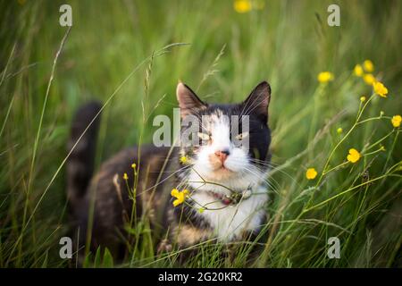 Tortoiseshell cat in the flower meadow Stock Photo