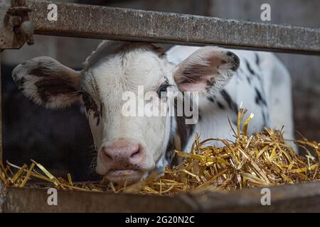 bull calf by product of dairy insdustry Stock Photo